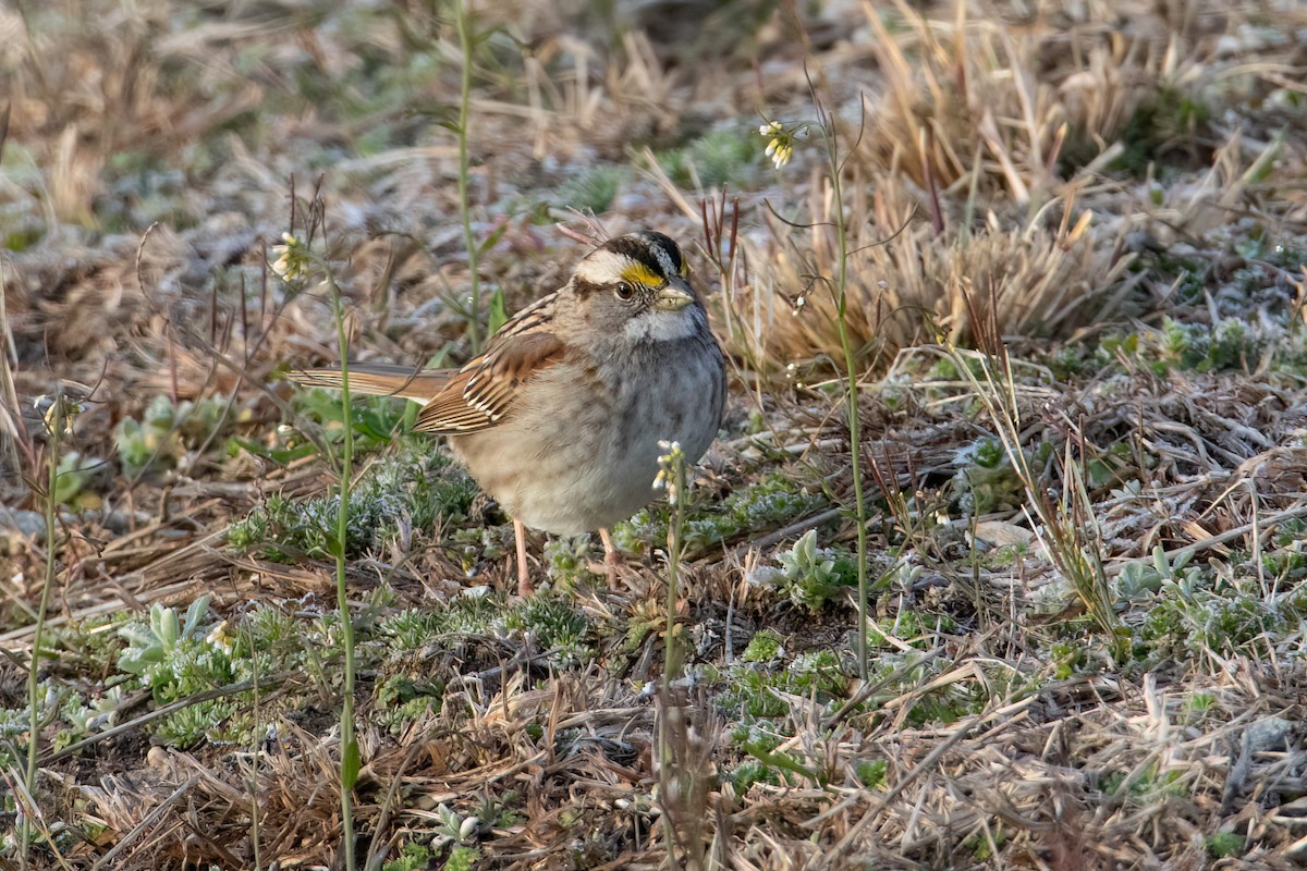 White-throated Sparrow - ML546135371