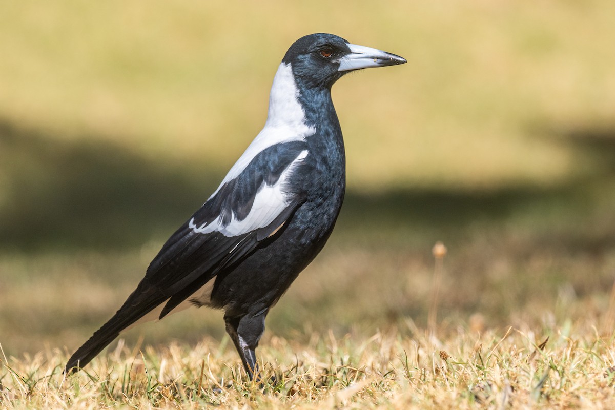 Australian Magpie - ML546135381