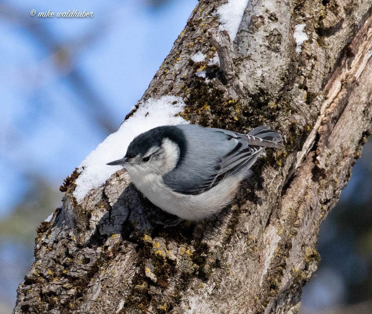 White-breasted Nuthatch - ML546135521