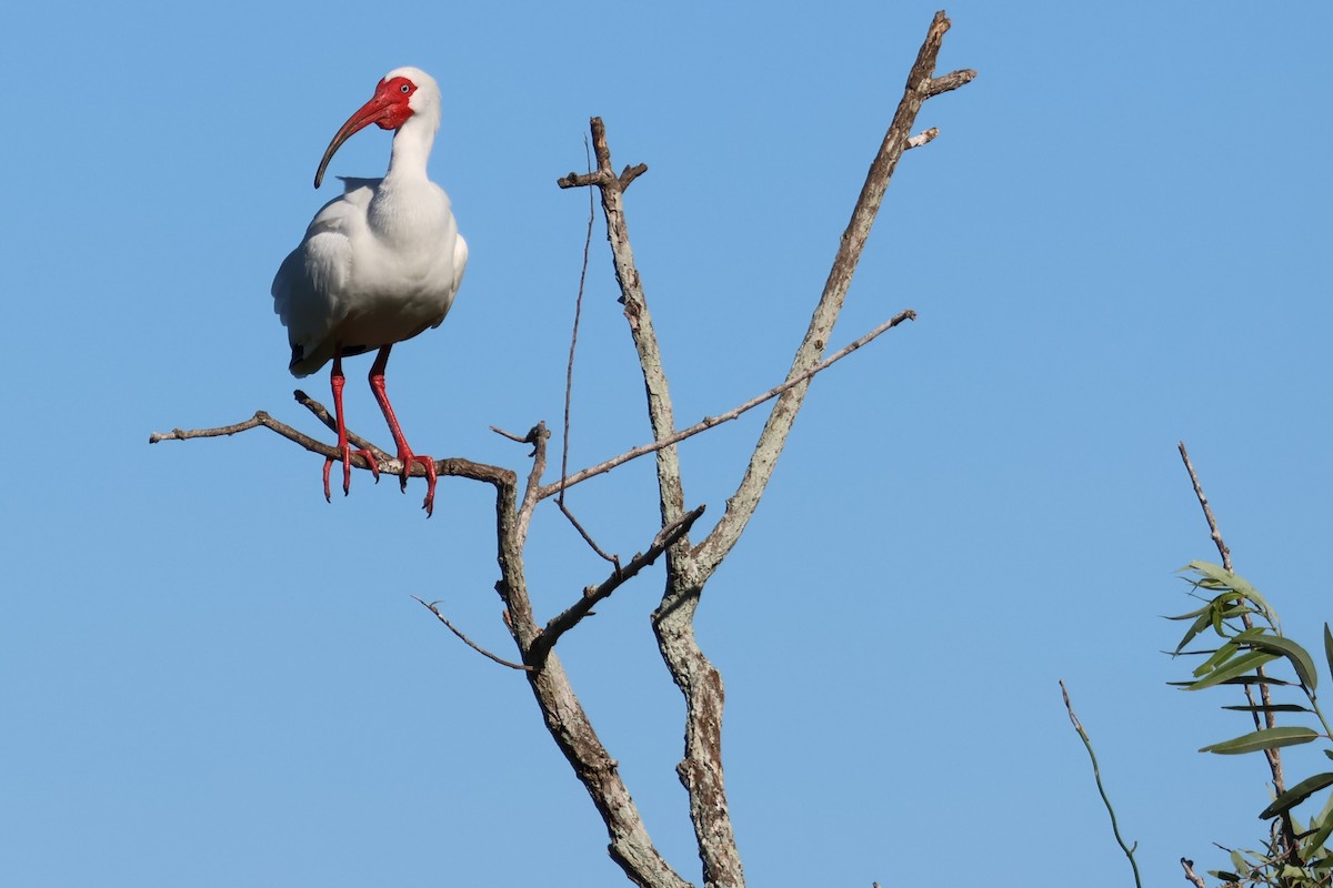 White Ibis - ML546135601