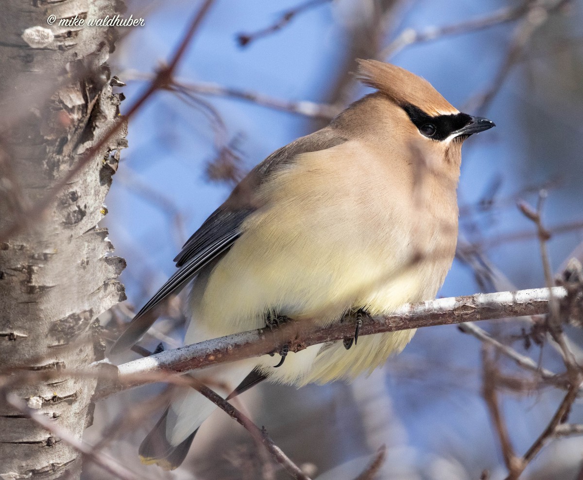 Cedar Waxwing - ML546135611