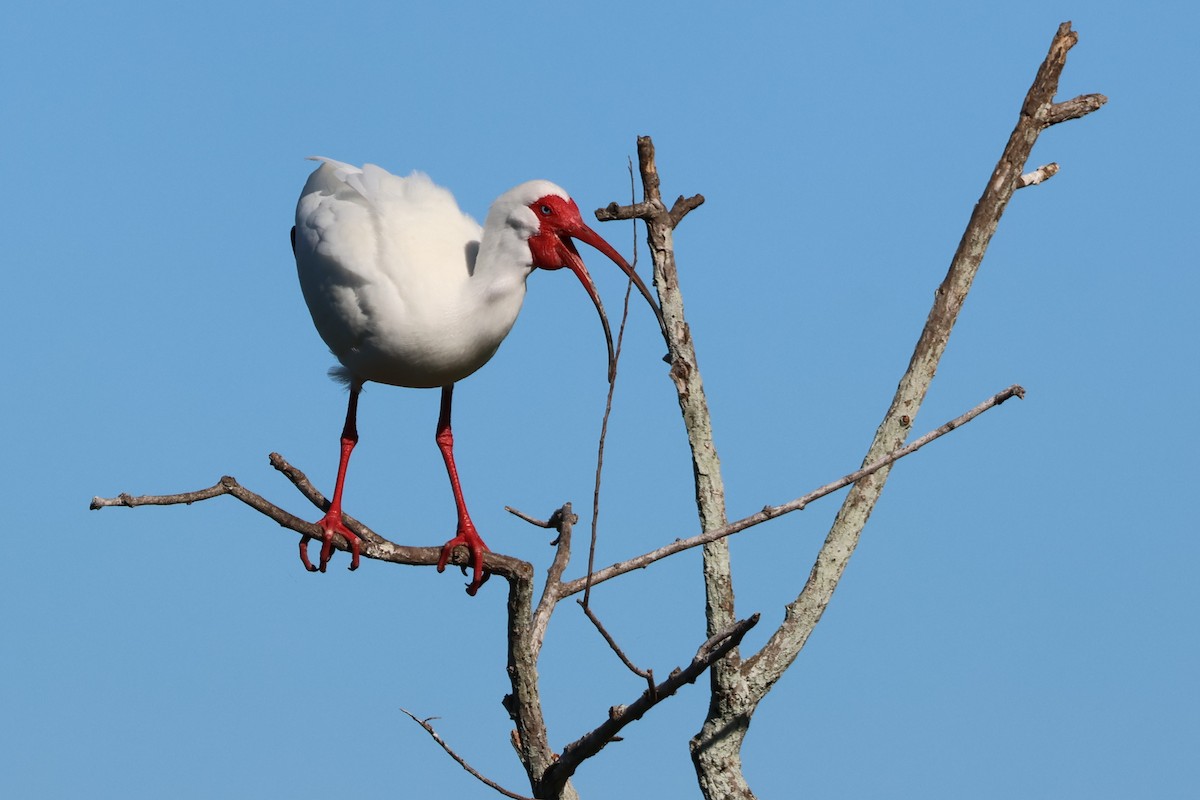 Ibis blanc - ML546135731