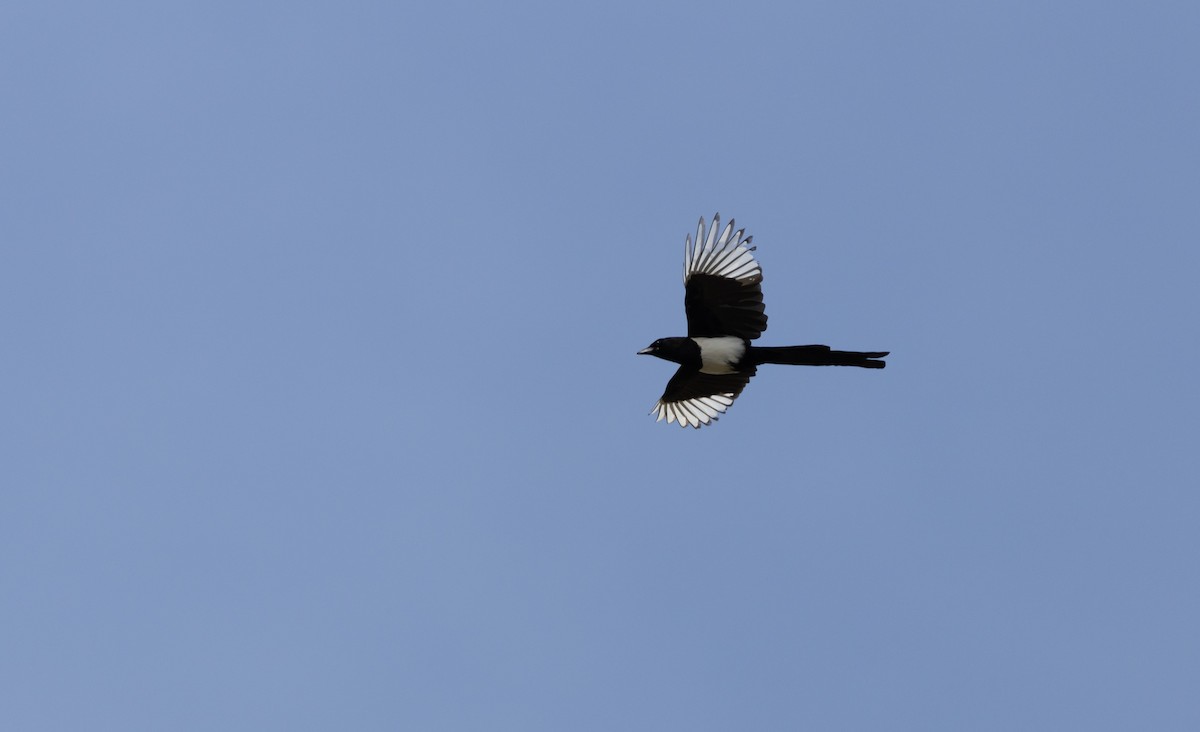 Eurasian Magpie (Iberian) - ML546135881