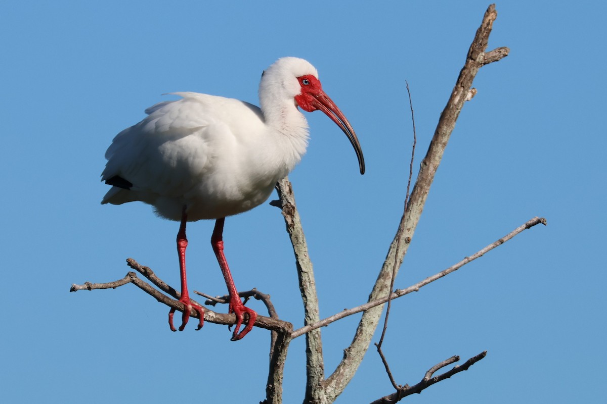 ibis bílý - ML546135941