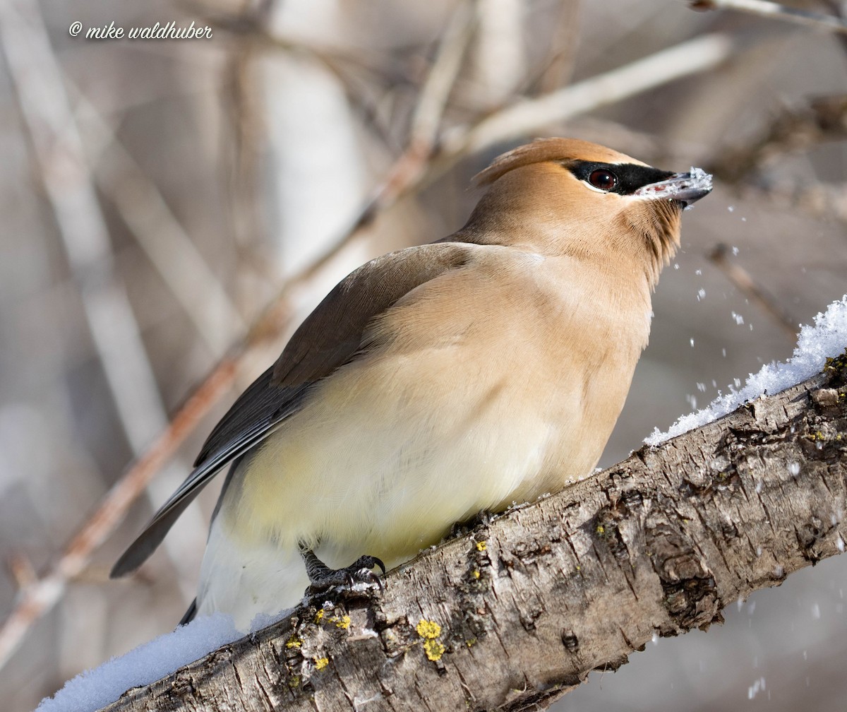 Cedar Waxwing - ML546135951