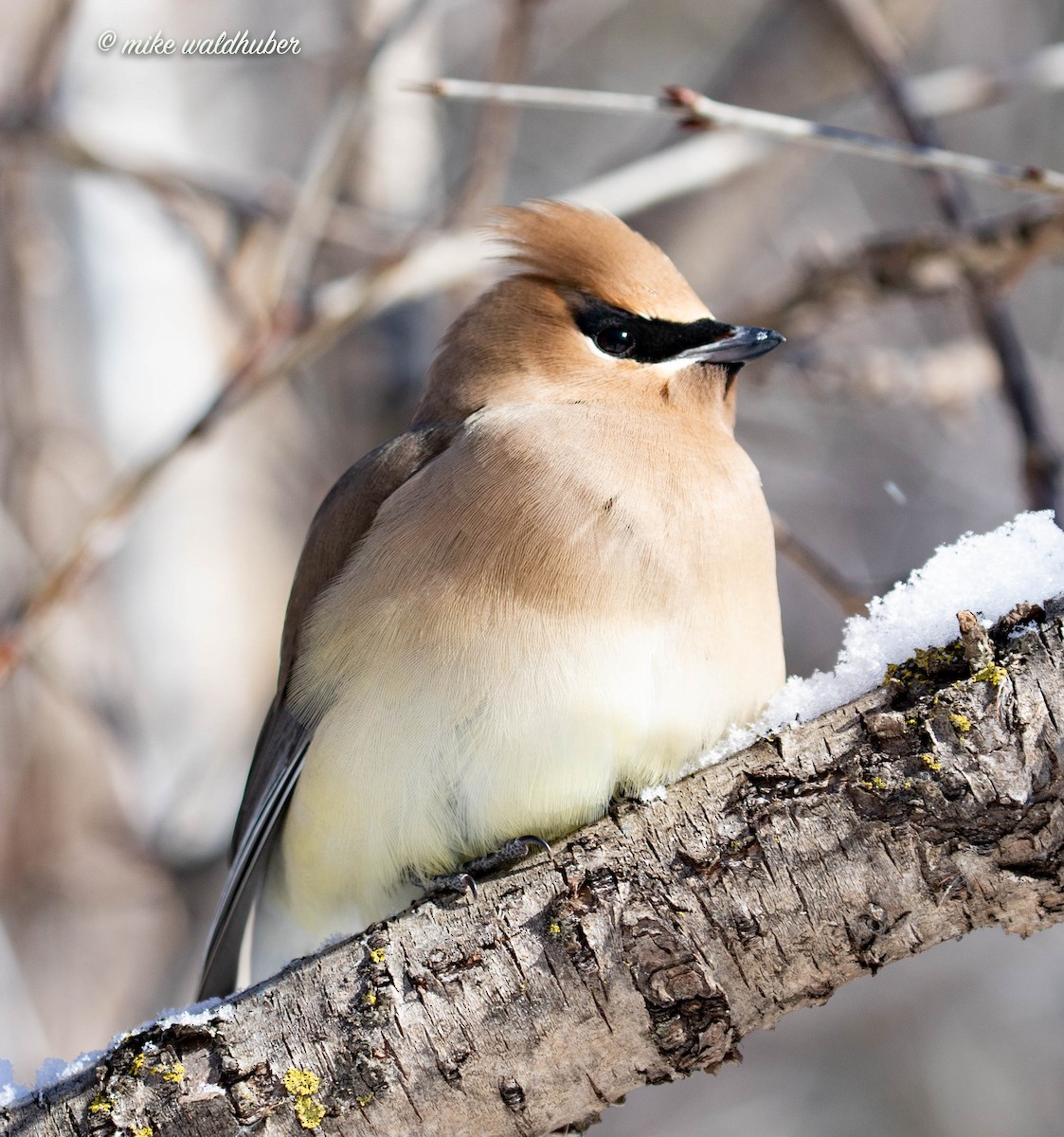 Cedar Waxwing - Mike Waldhuber