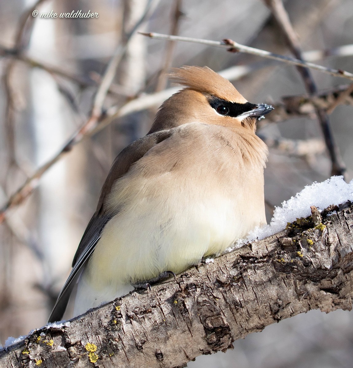 Cedar Waxwing - Mike Waldhuber