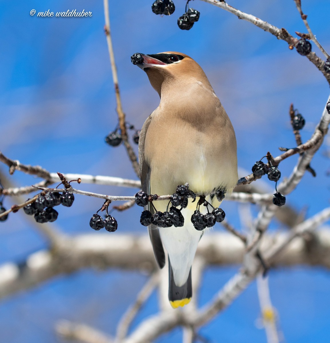 Cedar Waxwing - ML546135991