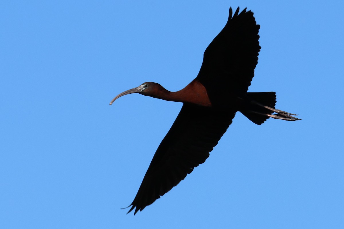 ibis hnědý - ML546136191