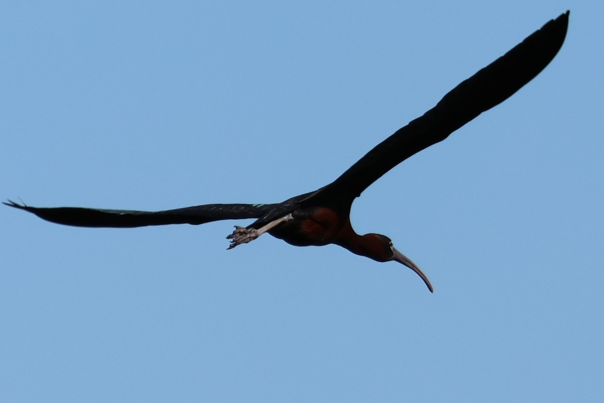 ibis hnědý - ML546136321