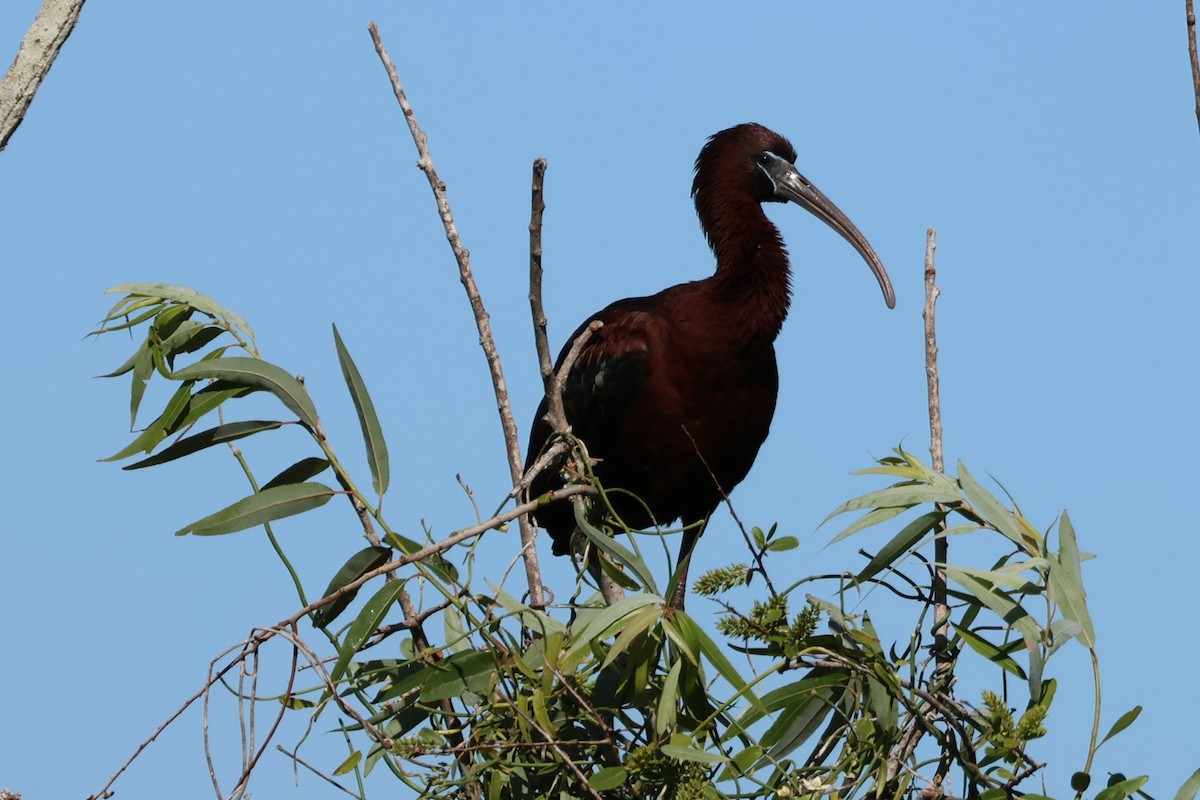 ibis hnědý - ML546136441