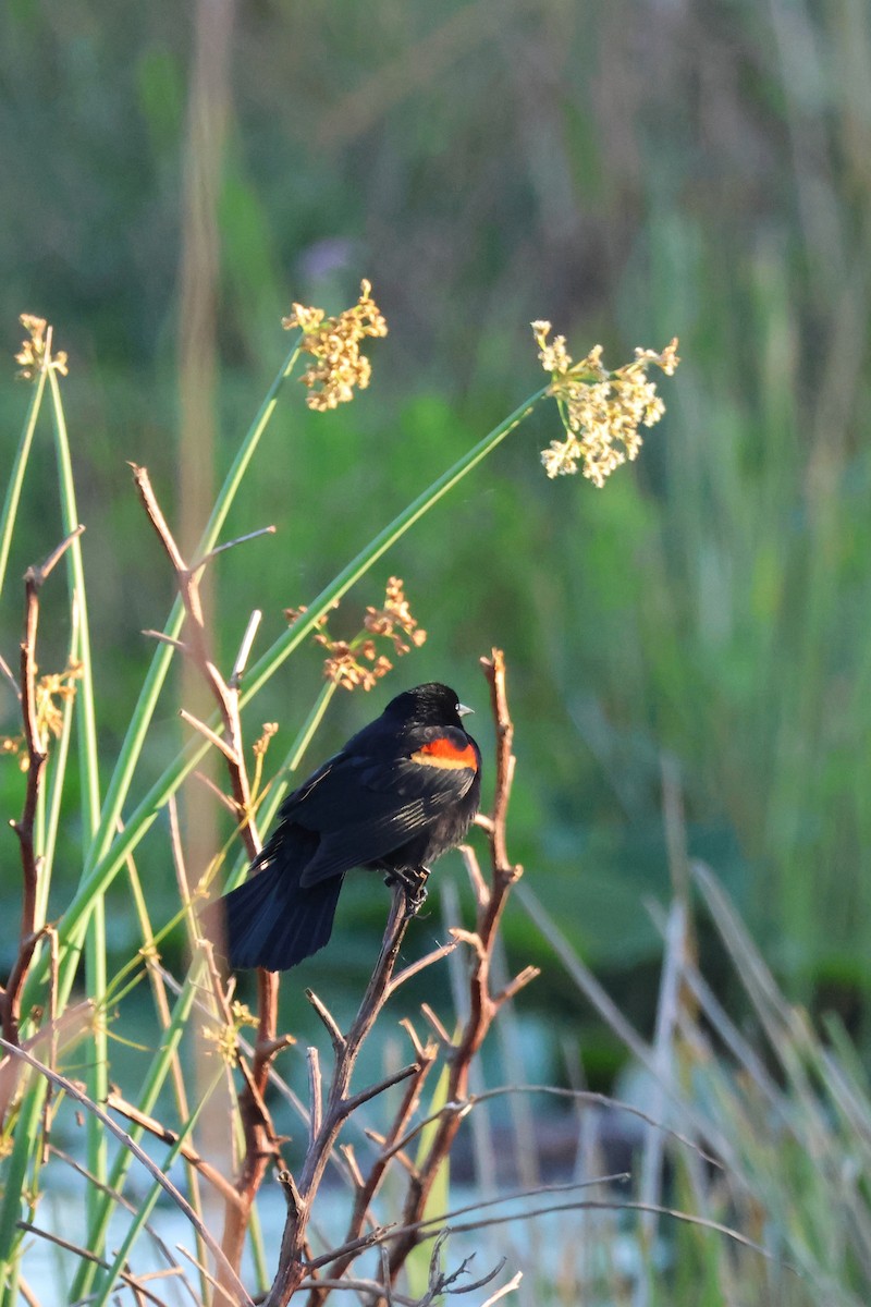 Red-winged Blackbird - Timothy Lederach