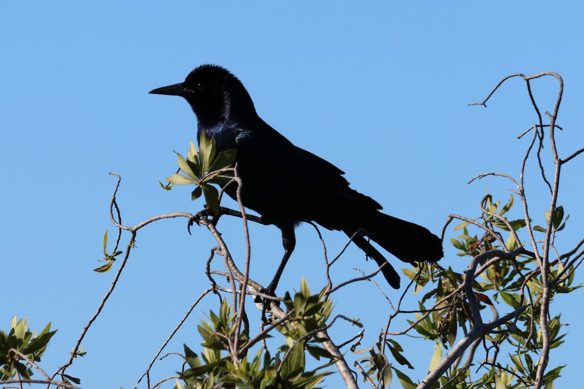 Boat-tailed Grackle - ML546137321