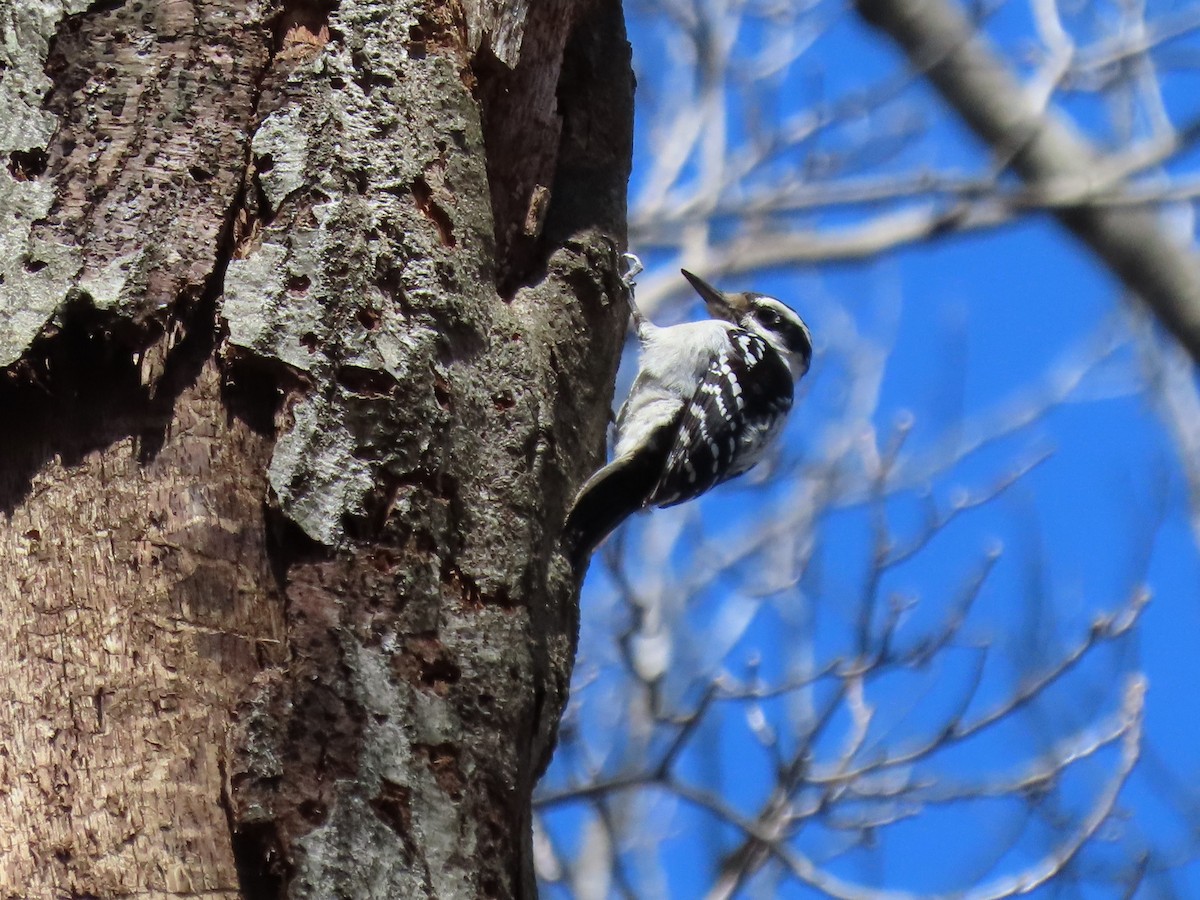 Hairy Woodpecker - ML546137651