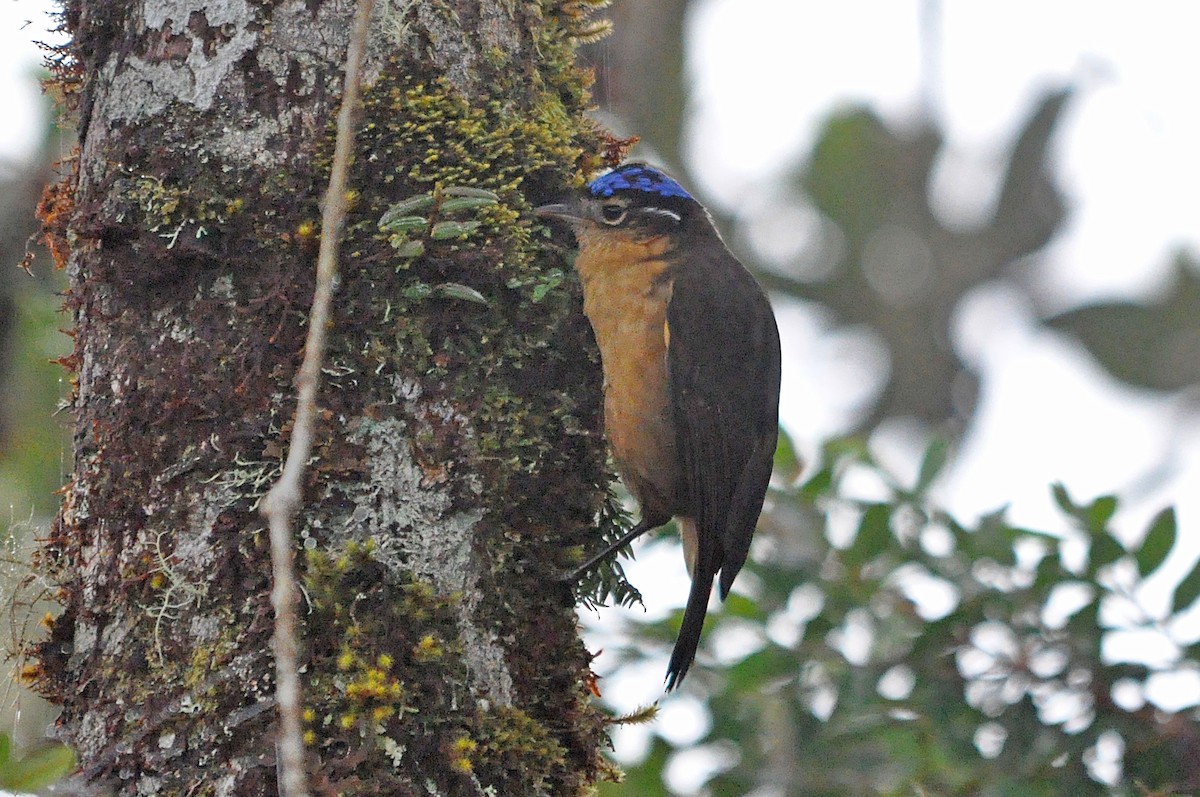 Blue-capped Ifrita - ML546138601