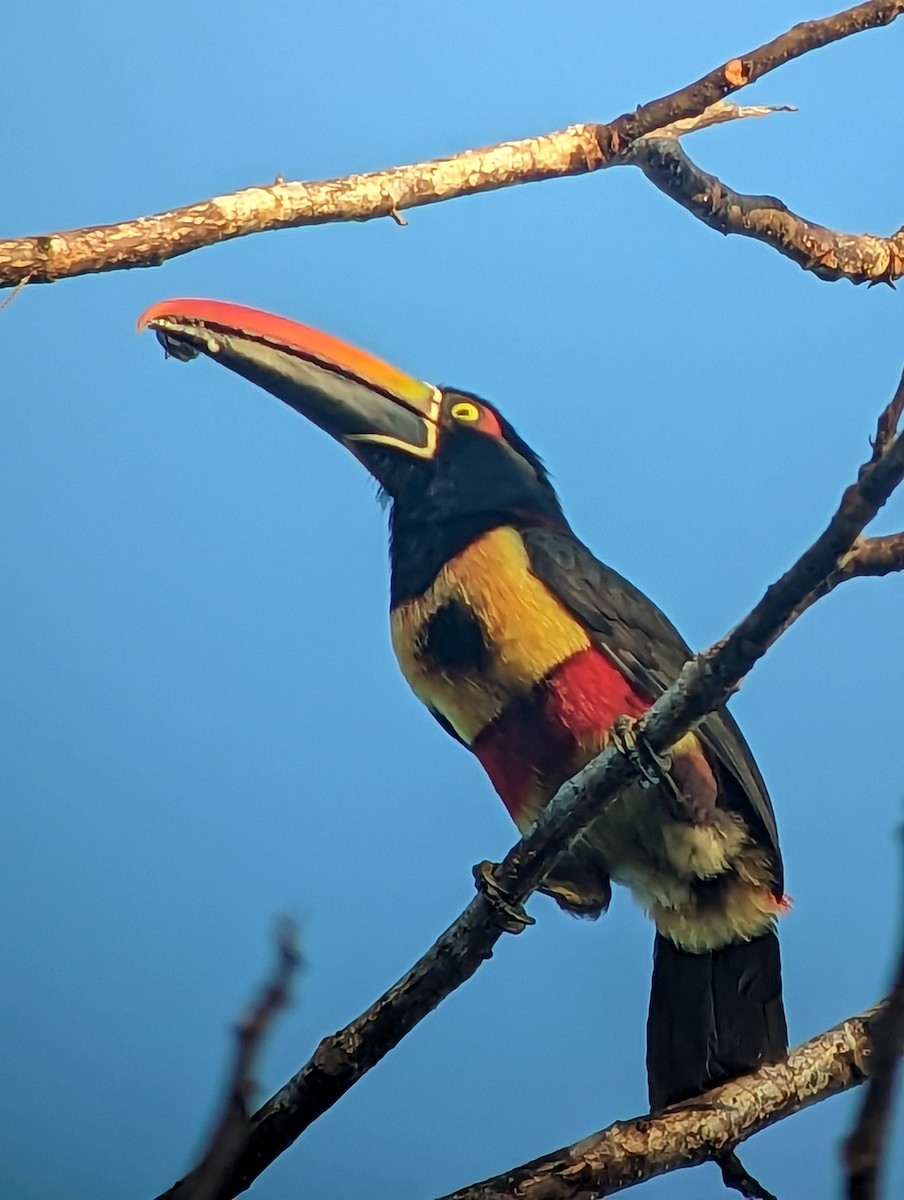 Fiery-billed Aracari - ML546139471