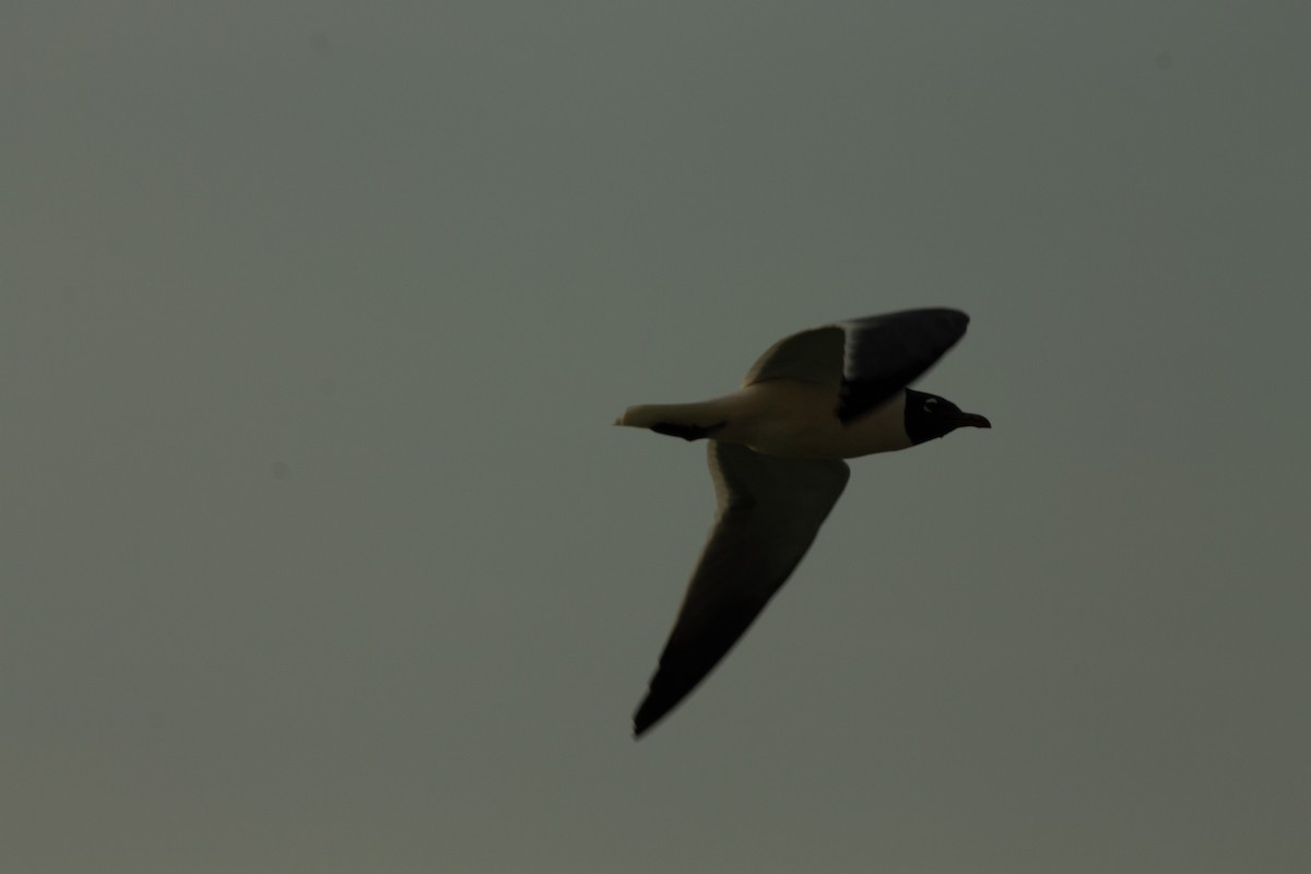 Laughing Gull - ML546140161