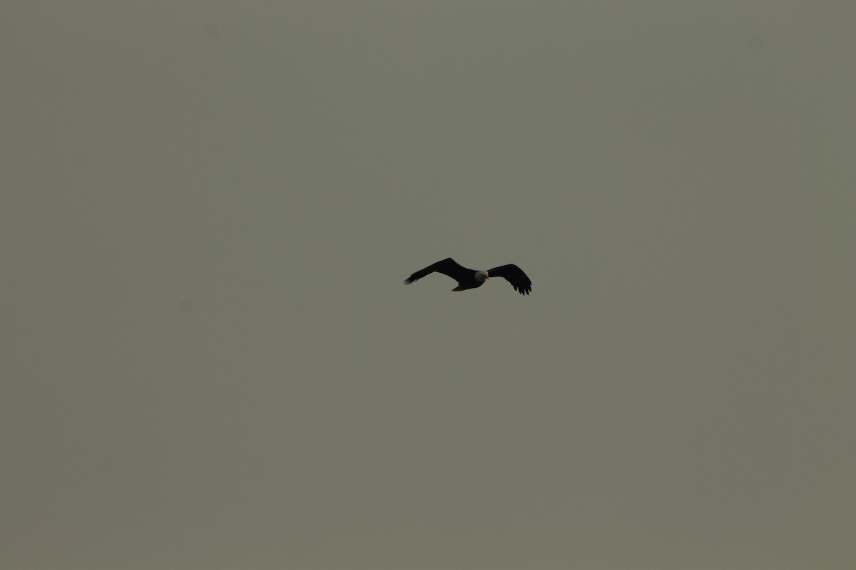 Орлан білоголовий - ML546140221