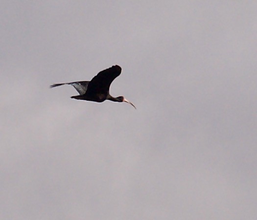 Bare-faced Ibis - ML546141681