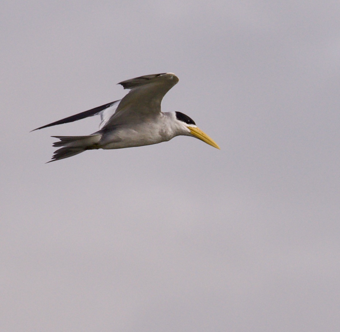 Large-billed Tern - ML546142491