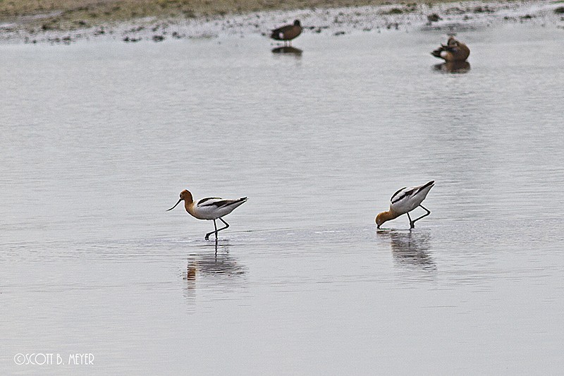 Avocette d'Amérique - ML54614361