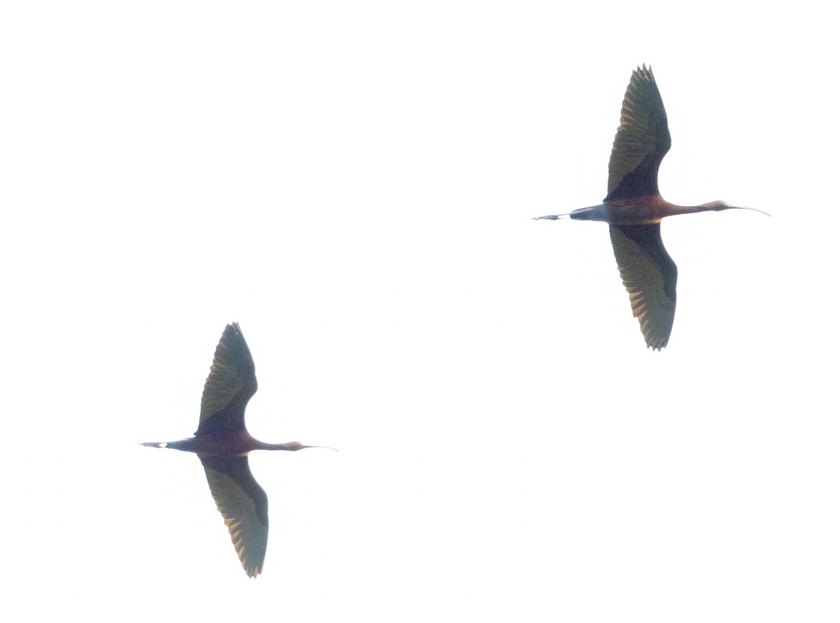 White-faced Ibis - ML546144151
