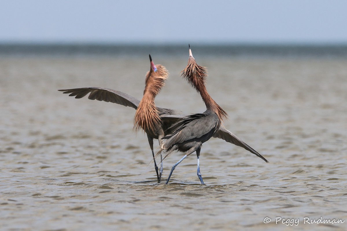 Reddish Egret - Peggy Rudman