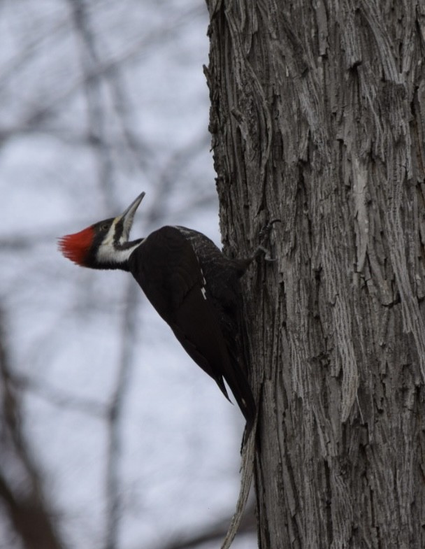 Pileated Woodpecker - ML546144751