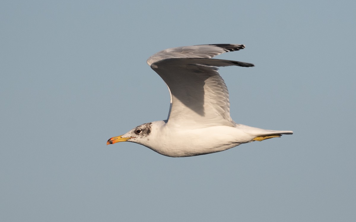 Pallas's Gull - ML546145321