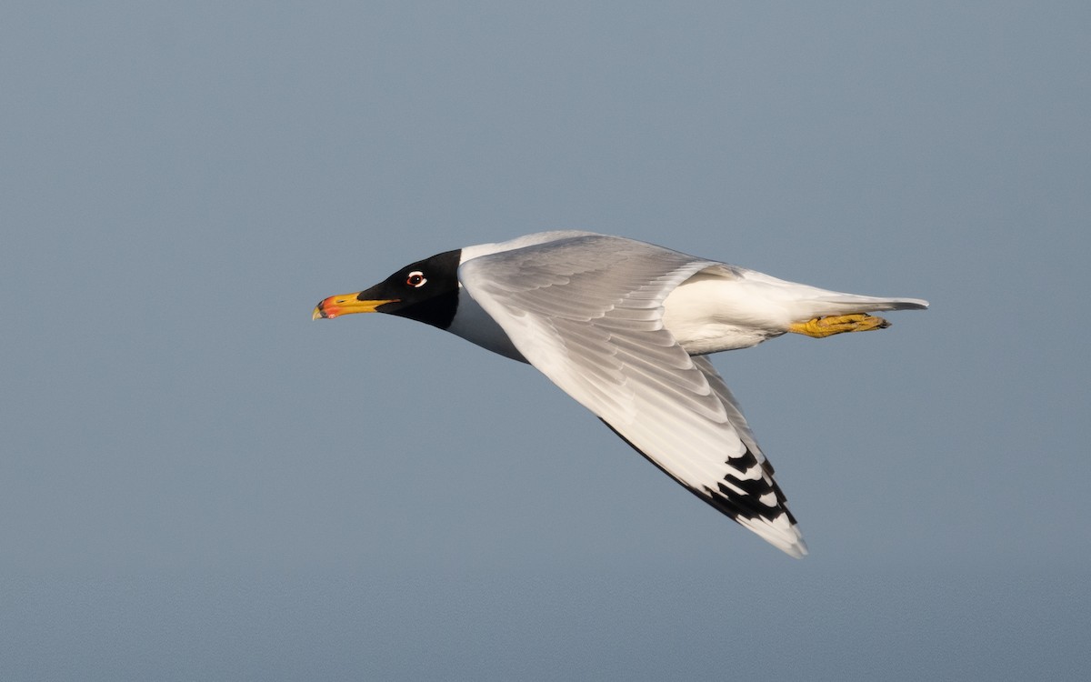Pallas's Gull - ML546145331