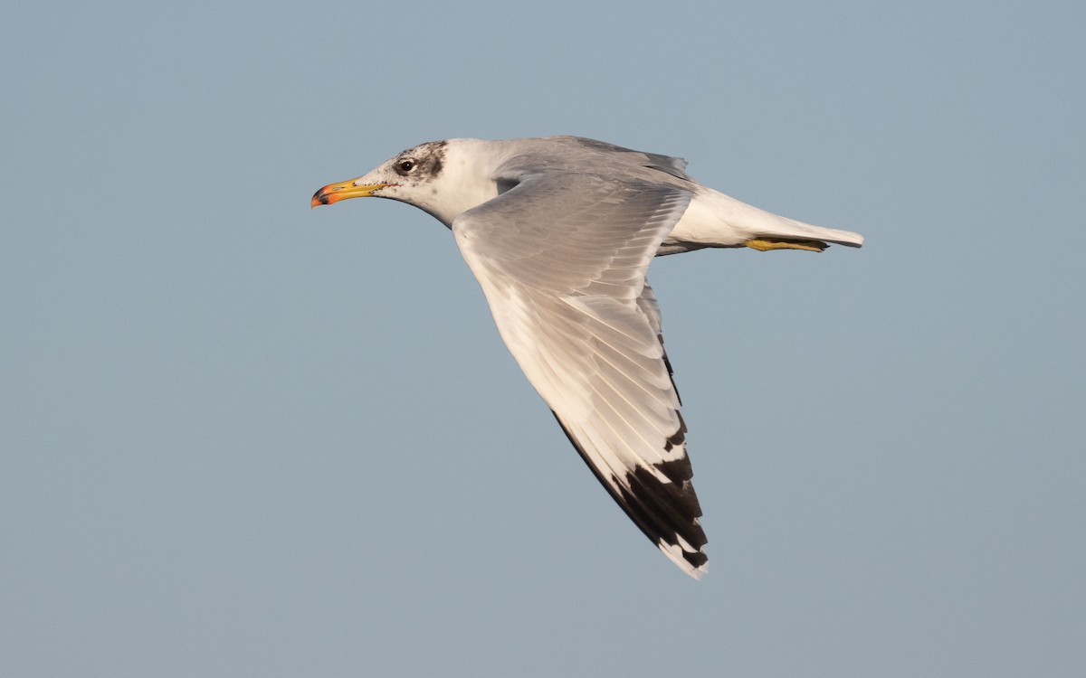 Pallas's Gull - ML546145341
