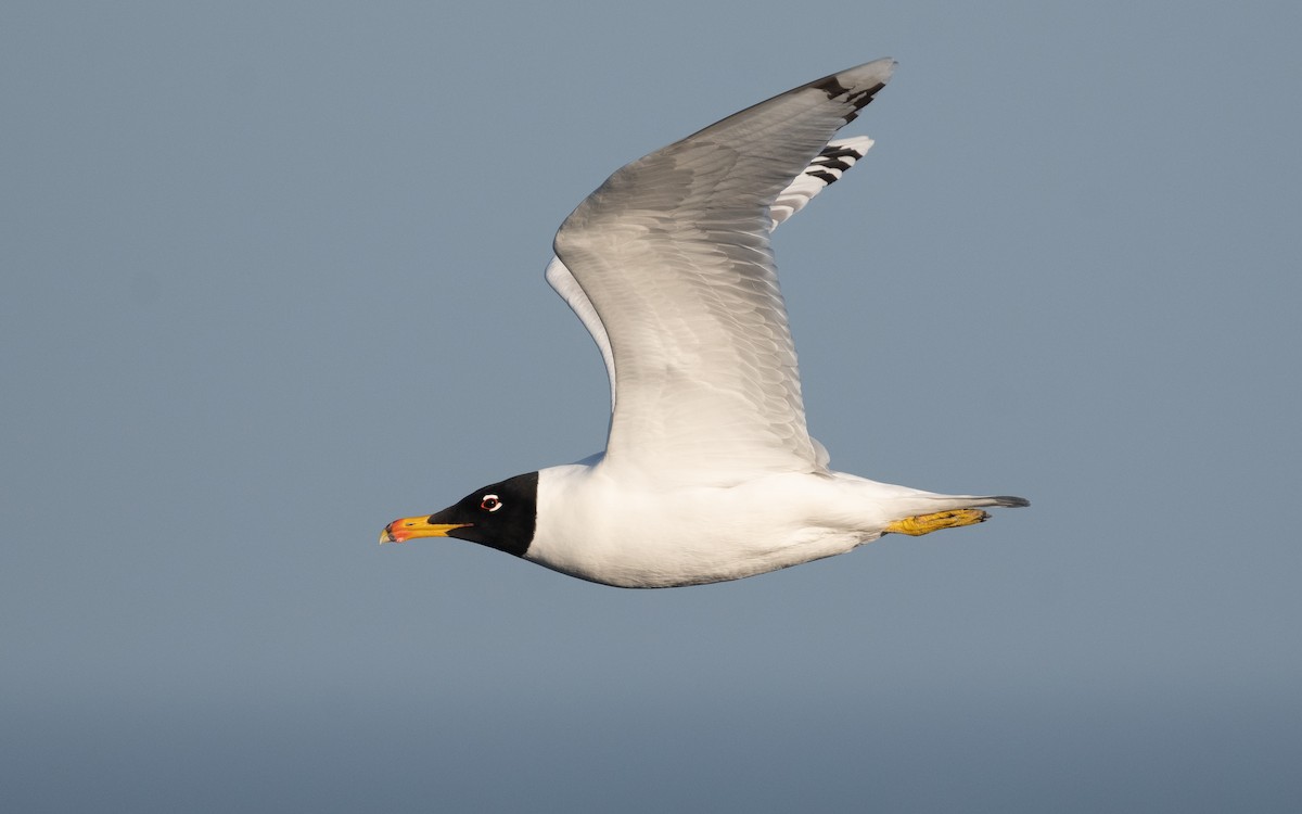 Pallas's Gull - ML546145351