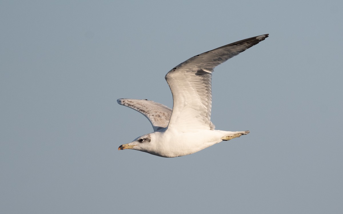 Pallas's Gull - ML546145371