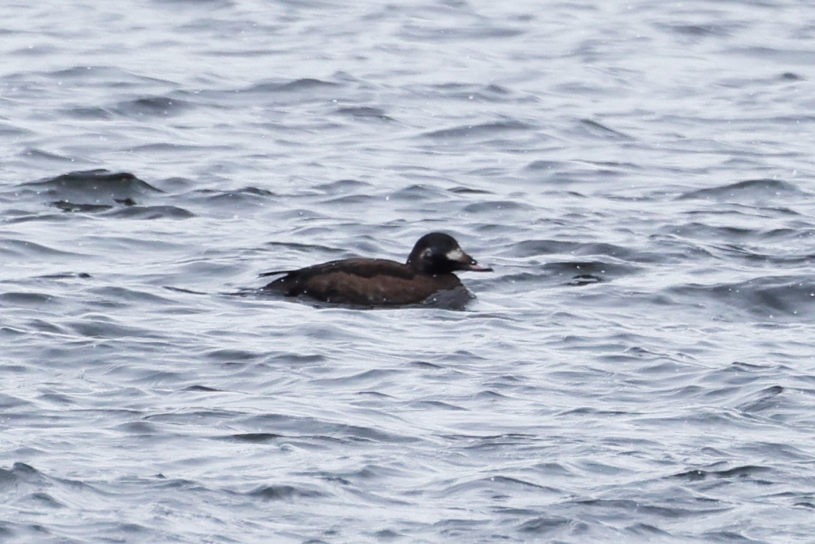 White-winged Scoter - ML546145411