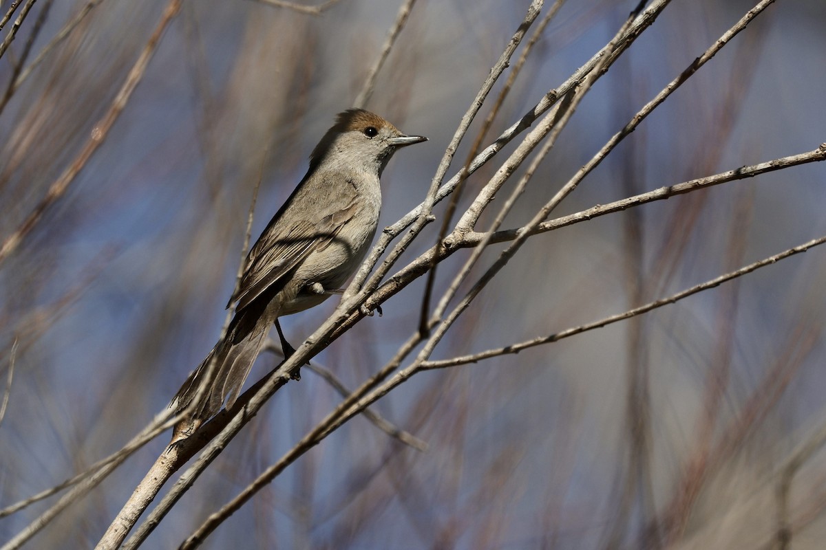 Eurasian Blackcap - ML546145891