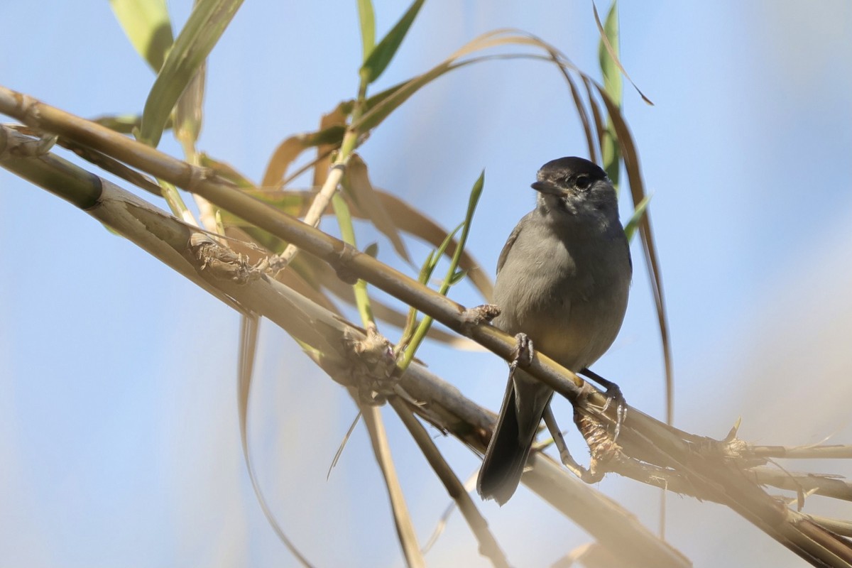 Eurasian Blackcap - ML546145901