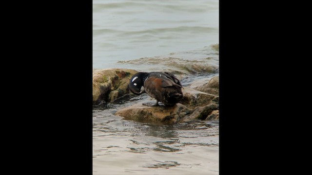 Harlequin Duck - ML546148431