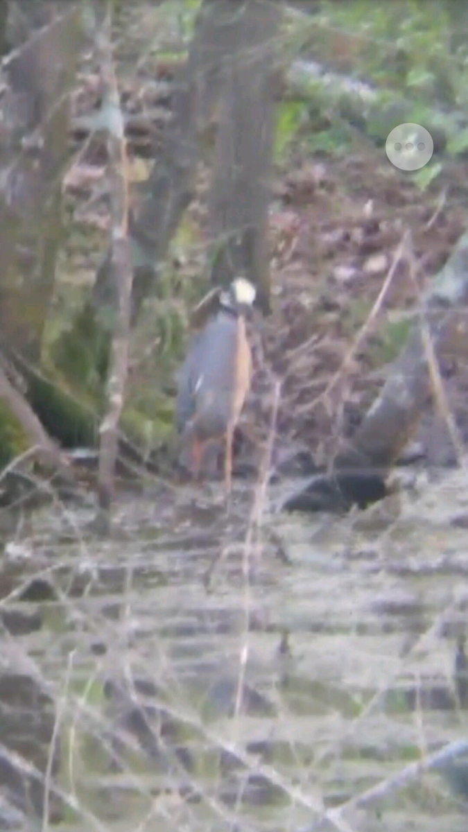 Yellow-crowned Night Heron - ML54614871
