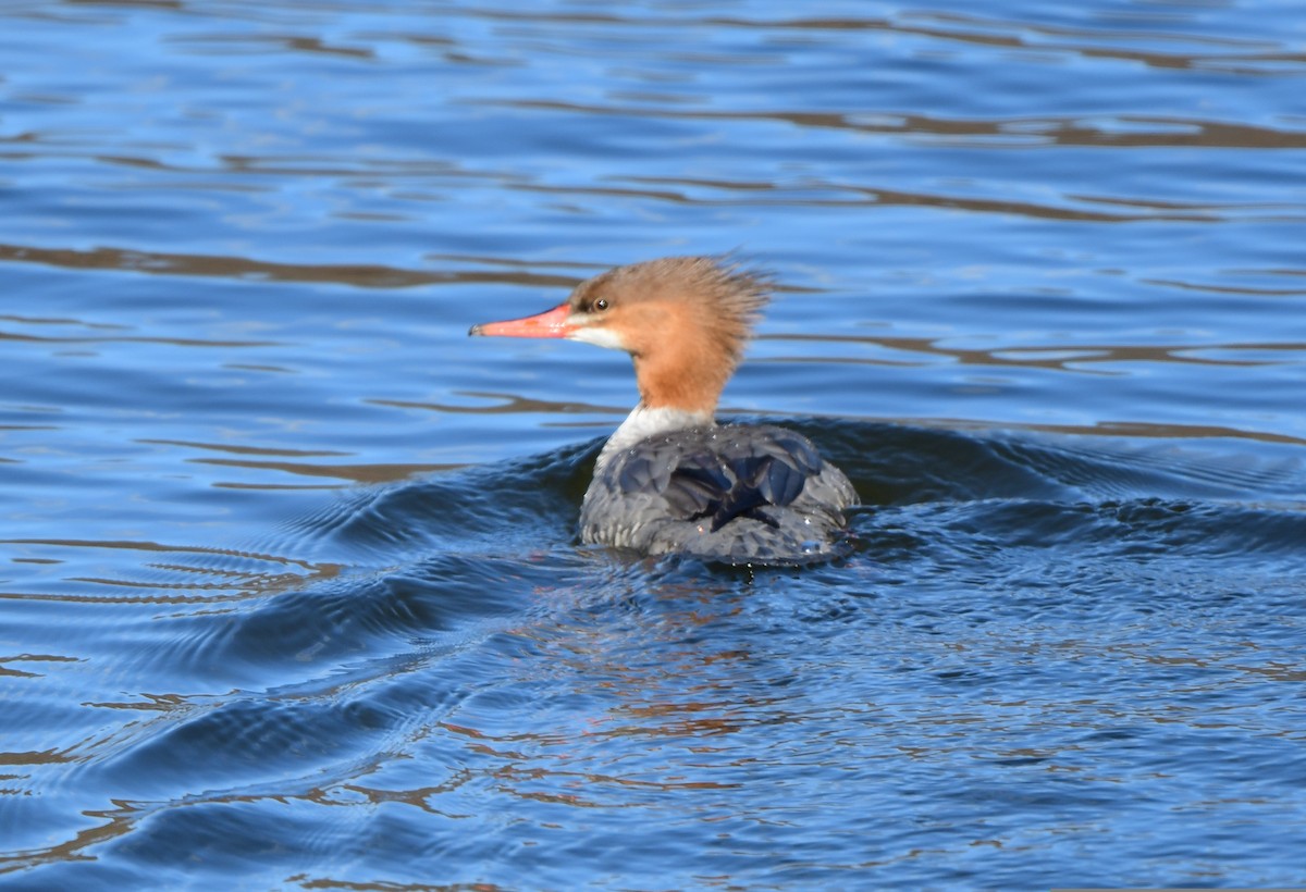 Common Merganser - ML546148751