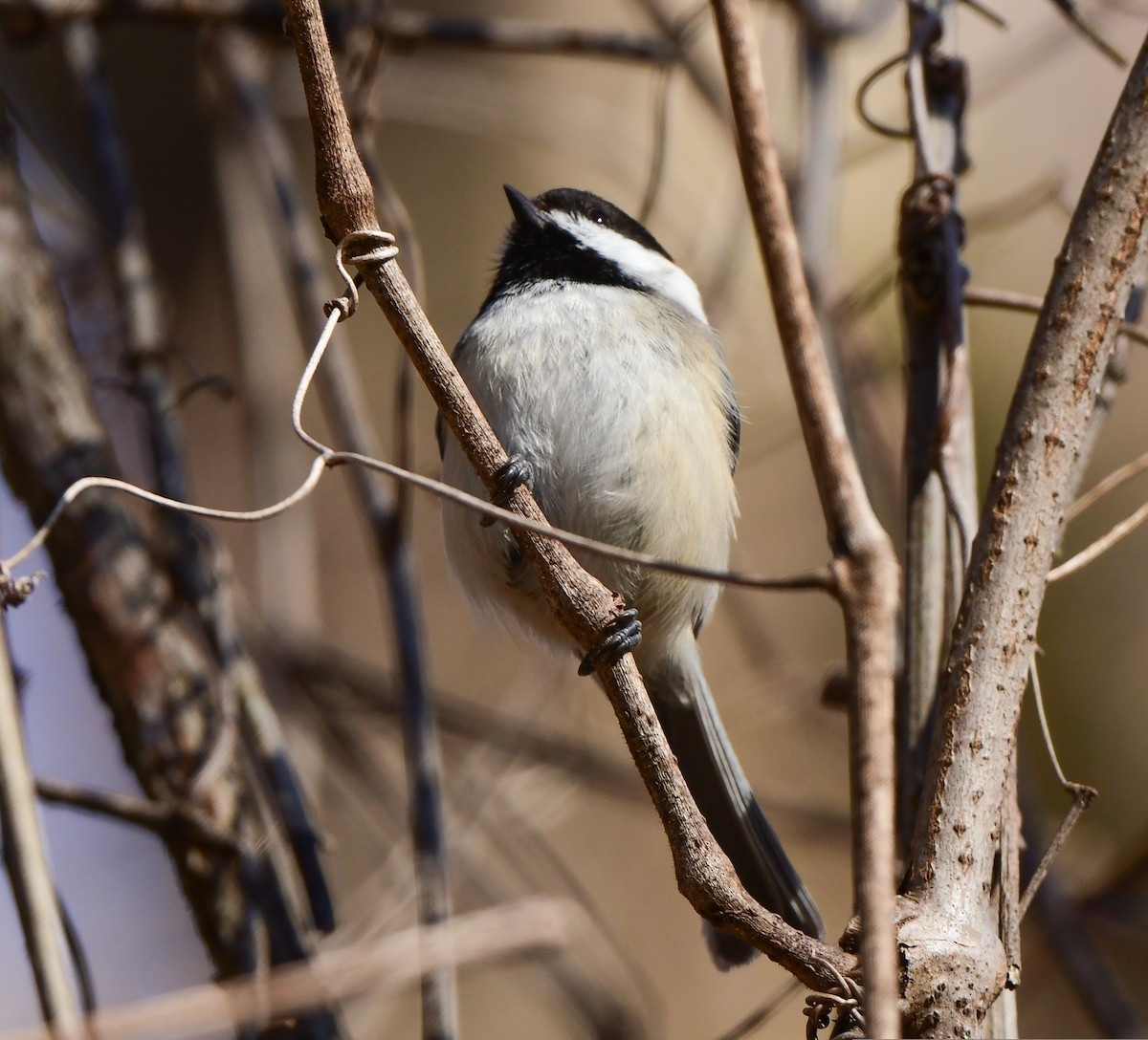 Black-capped Chickadee - Richard Leonard