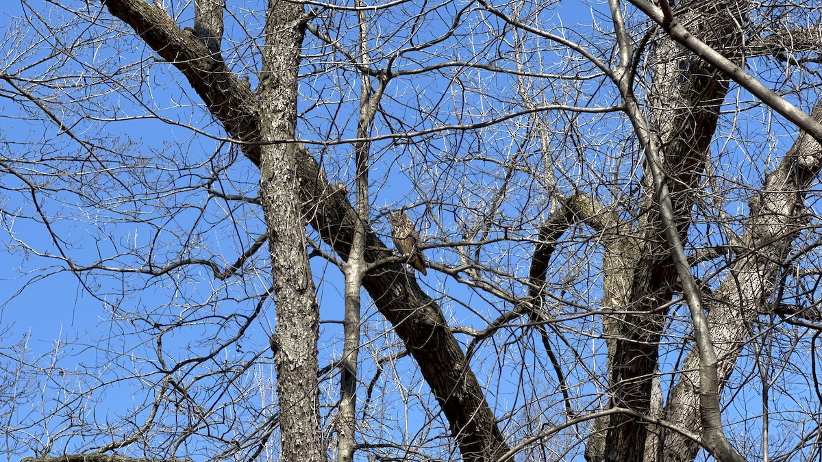 Eurasian Eagle-Owl - ML546149131