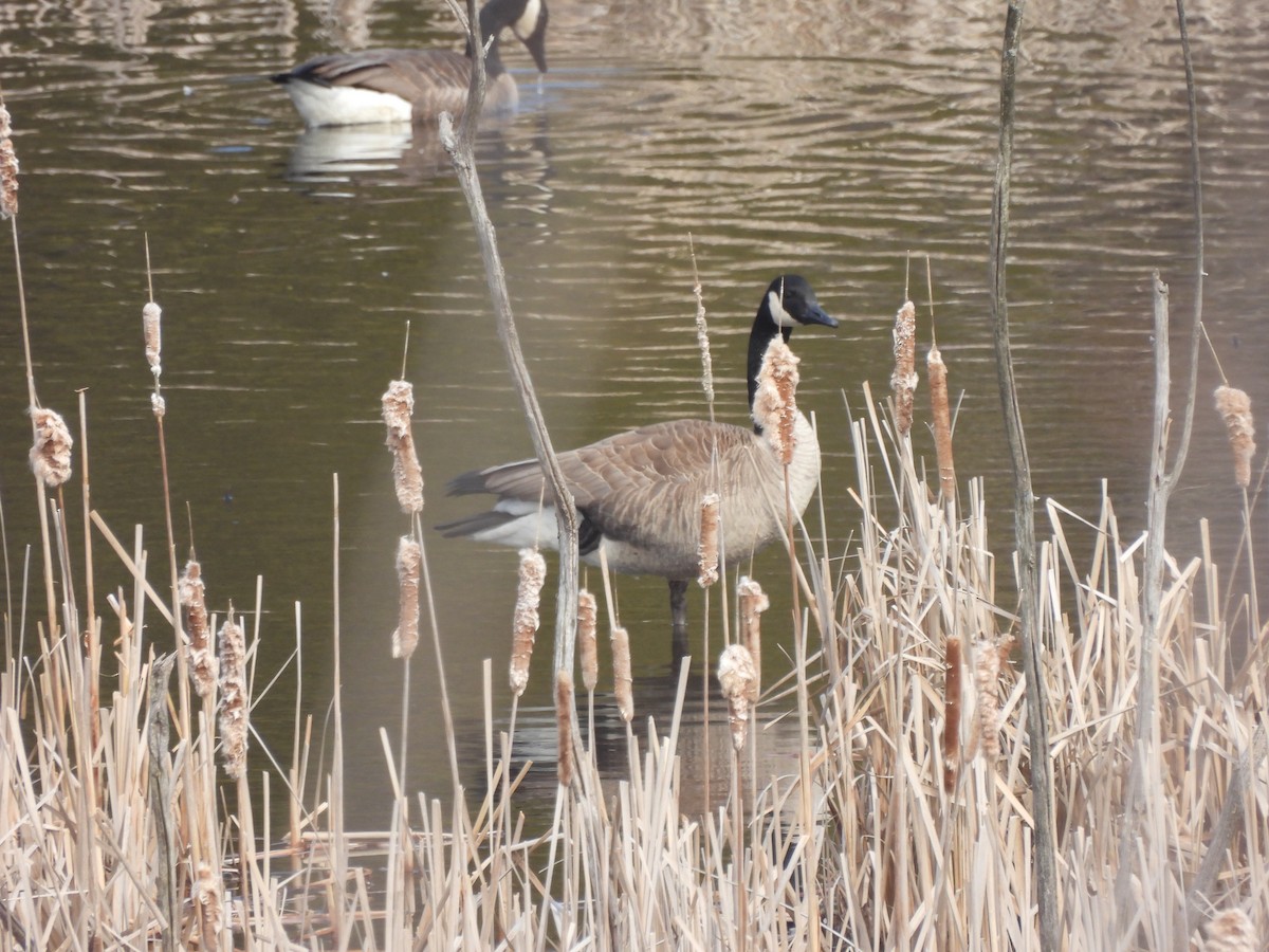 Canada Goose - ML546149221