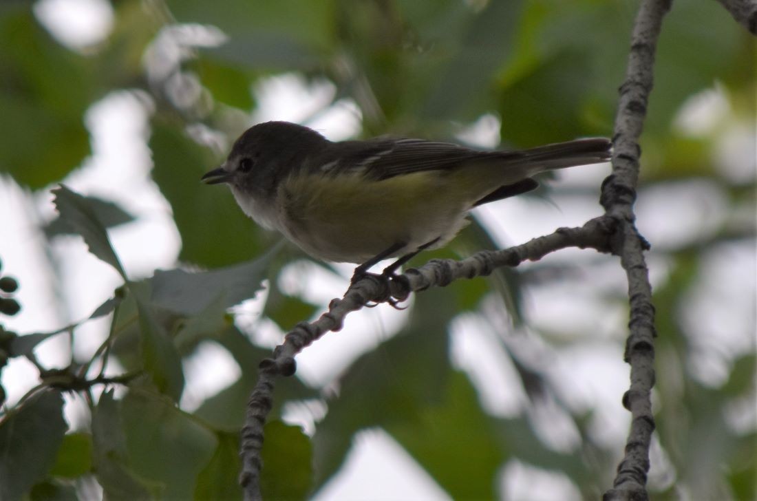 Cassin's Vireo - ML546150621