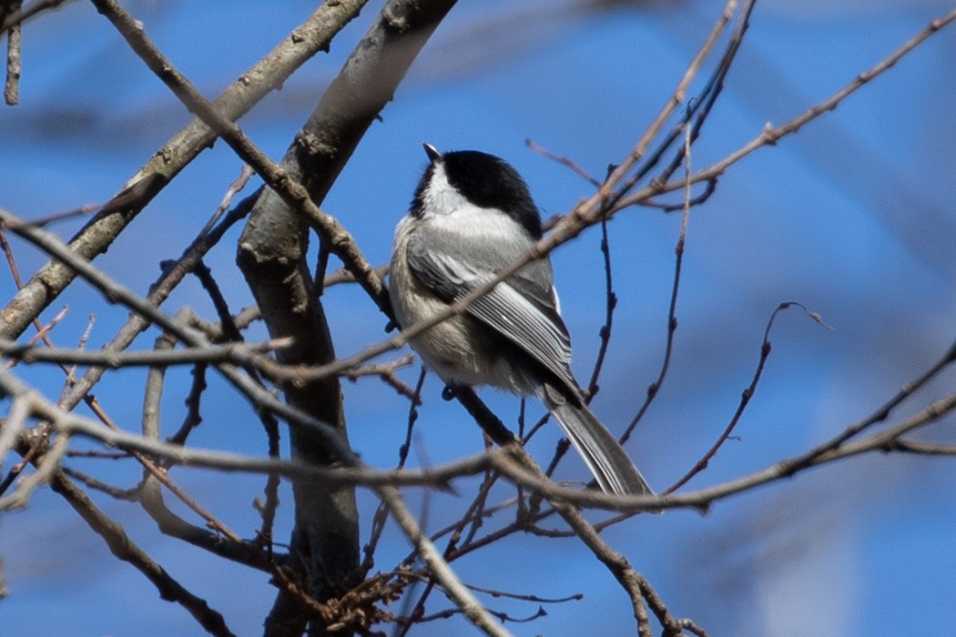 Black-capped Chickadee - Camille James