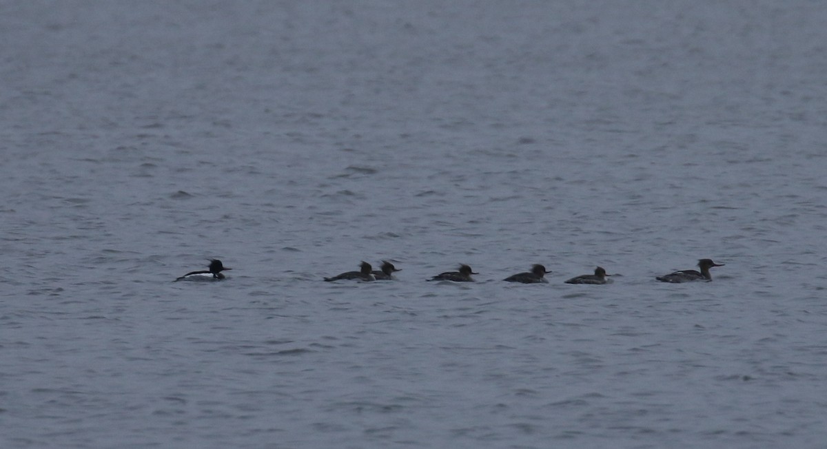 Red-breasted Merganser - ML546150991