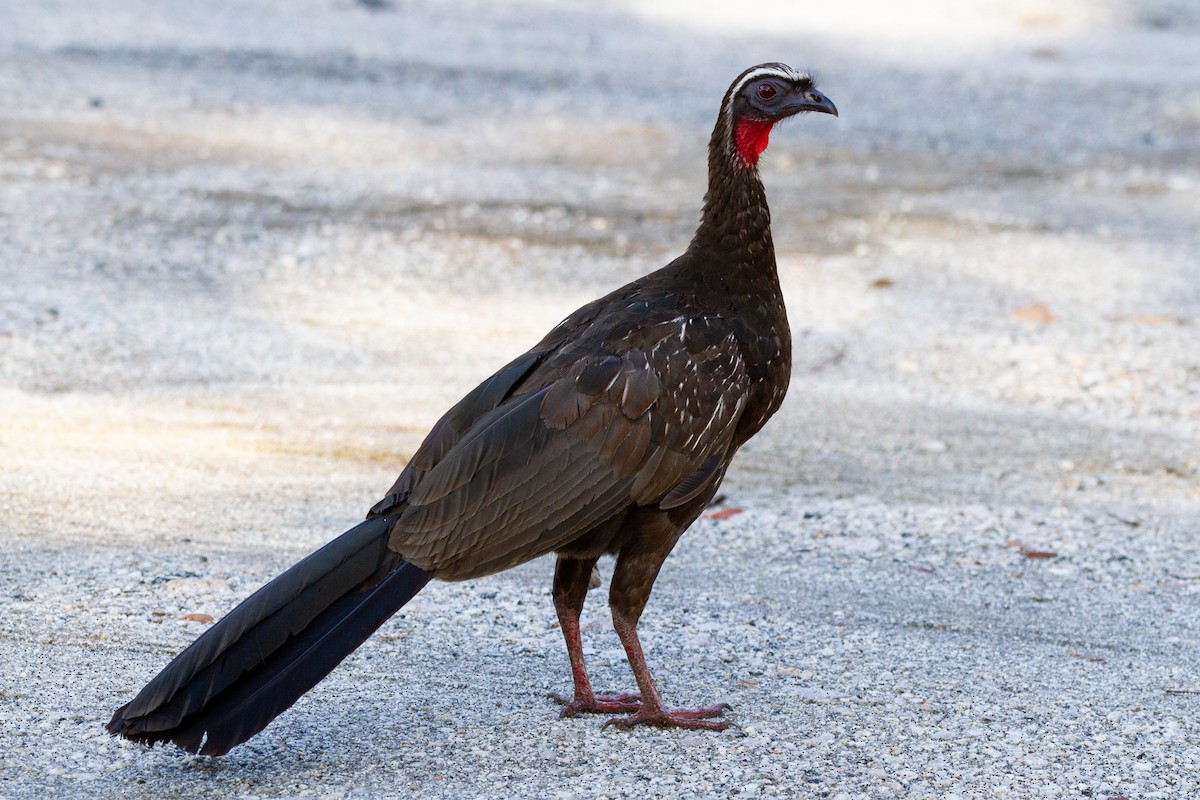 White-browed Guan - ML546151121