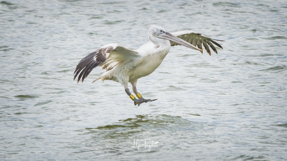 Dalmatian Pelican - ML546151451