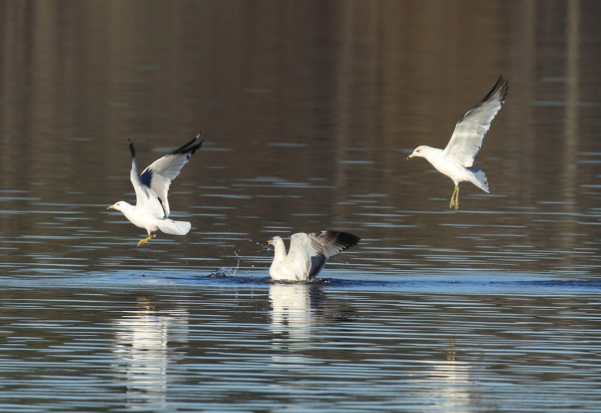 Ring-billed Gull - ML546151701