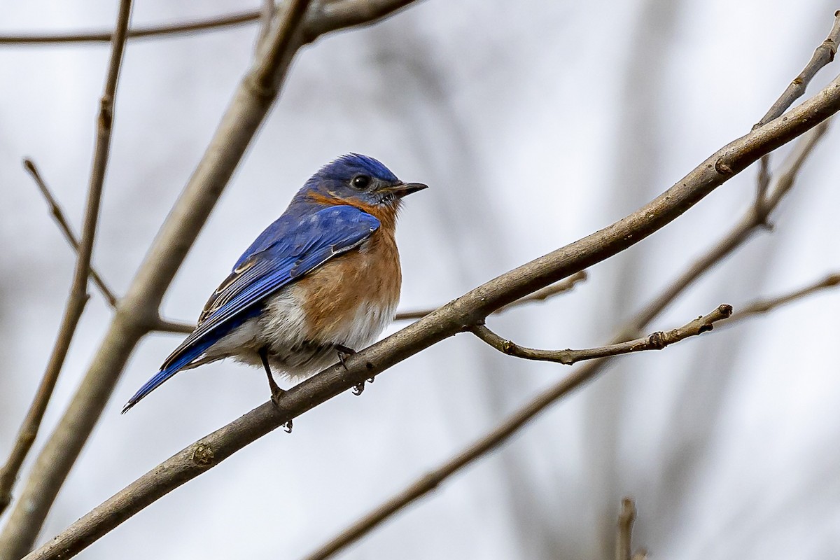 Eastern Bluebird - ML546152171