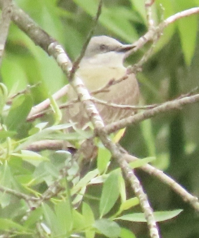 Western Kingbird - ML546152331